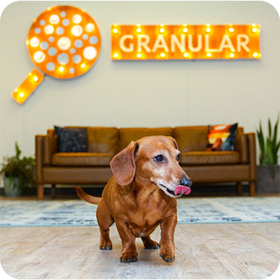 Oscar Meyer - Granular staff dog