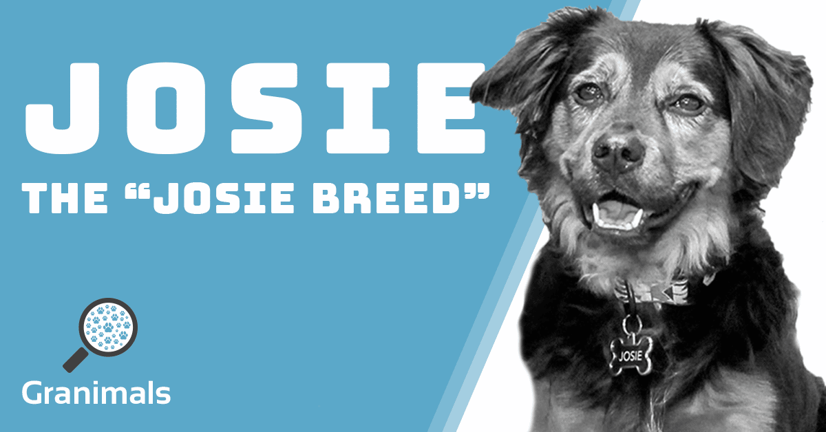Headshot of dog Josie "The Josie Breed", Granular Milwaukee